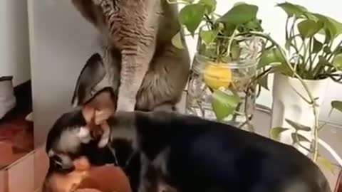SO FUNNY - FIGHTING - CAT VS DOG !
