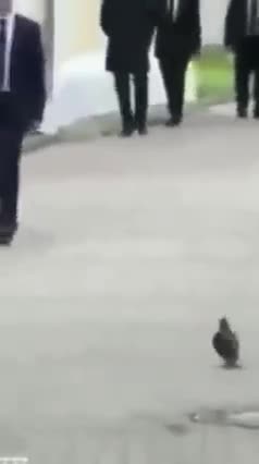 Episode #69 Bird Salute For Putin Watch Till End Viral Video