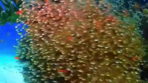 Wow, Soothing Sight #shorts #shortvideo #video #virals #videoviral