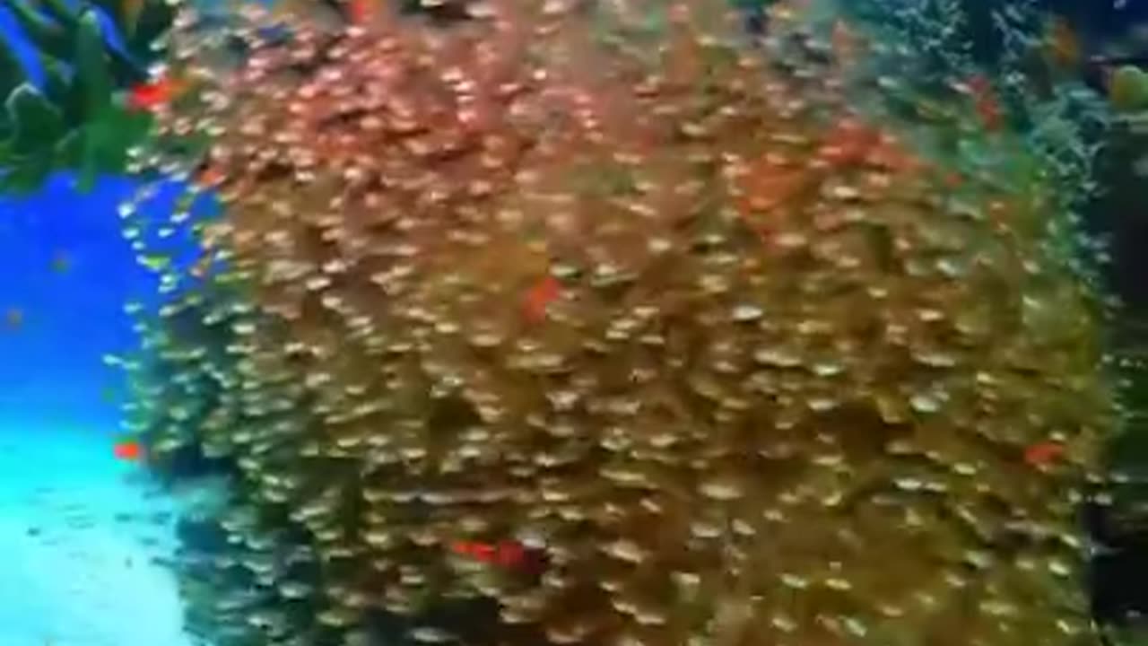 Wow, Soothing Sight #shorts #shortvideo #video #virals #videoviral