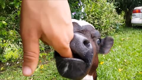 Baby Edition Cows Go Moo