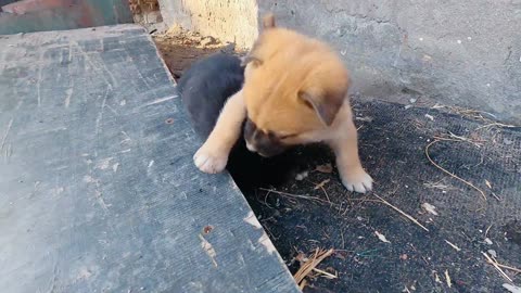 Fighting Puppies || ferocious puppies won the vectory