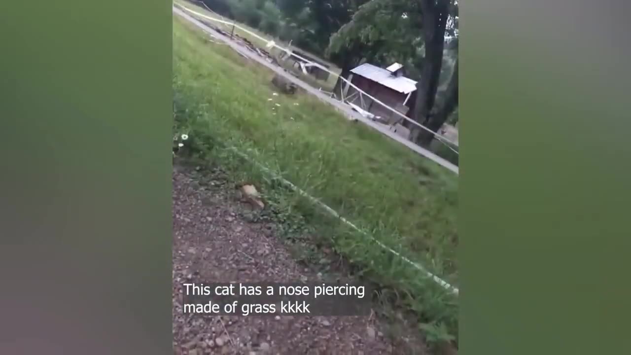 New Funny Animals Video 2023 _ Funniest Cats and Dogs Videos _ New Funny Video Of Cat And Dogs 3