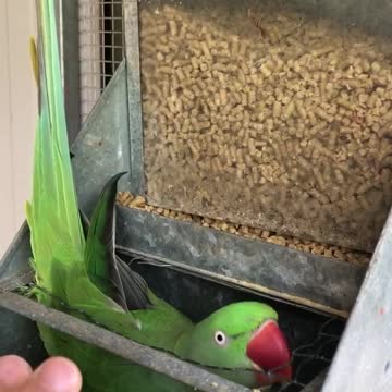 She is such a funny girl 🦜