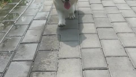 Can't stop laughing animals cats and dogs🐈😺 Cute #81💋🥺