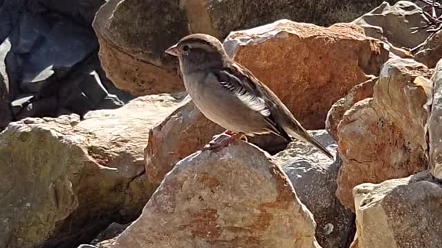 Most Beautiful Birds in Nature 05