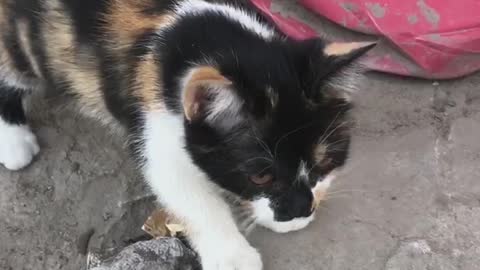  Such a cute little cat, I don't know whose it is