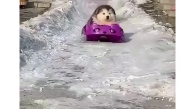 Pets Funny Compilations