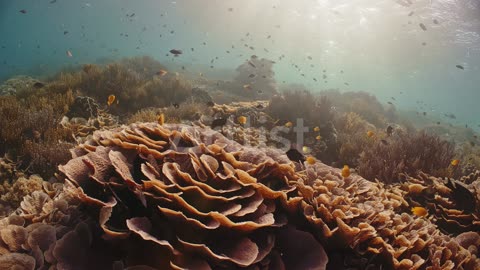 Sea