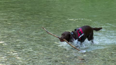 The brave dog