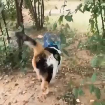 Just taking friends for a walk...🐈🐾🐦🐦😍