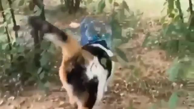 Just taking friends for a walk...ππΎπ¦π¦π