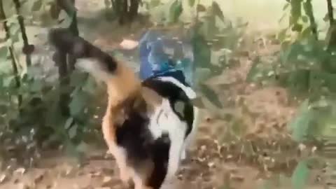 Just taking friends for a walk...🐈🐾🐦🐦😍