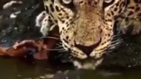Tiger and black panther drinking water