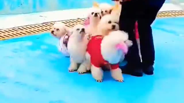 Baby dog 😍 lovers video short like and share🔥#short #youtubeshorts #shere #youtuber #viral #babydog