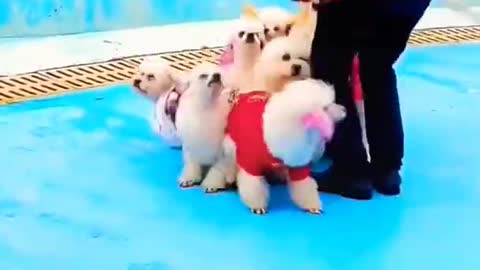 Baby dog 😍 lovers video short like and share🔥#short #youtubeshorts #shere #youtuber #viral #babydog