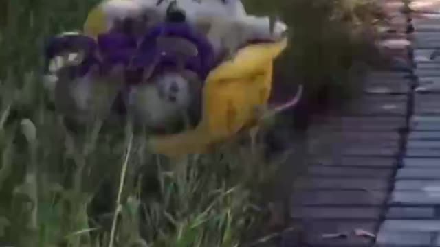 Two cute skateboarding puppies