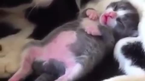 Cute kitten 🥰🥰🥰
