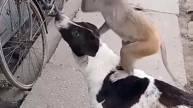petyaari _petlovers _dogs _monkey _dogfunnyvideos _labrador _goldenretriever