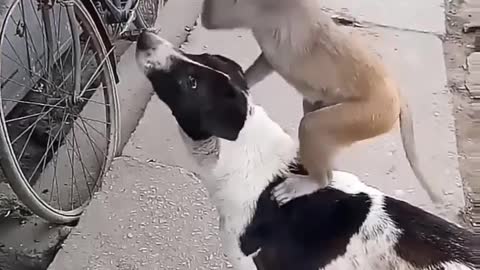 petyaari _petlovers _dogs _monkey _dogfunnyvideos _labrador _goldenretriever