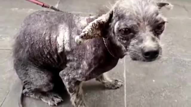 The Story of Mangy's rescue