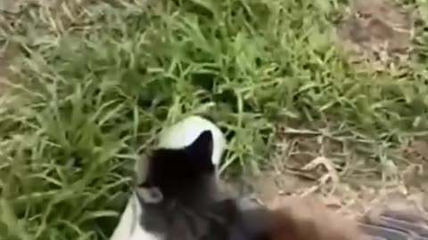😂funny animal videos that i found for you #75😂