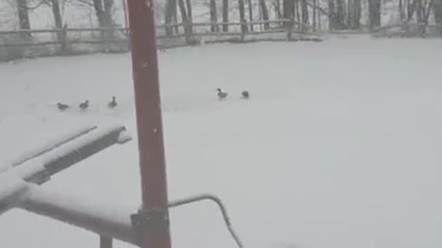 Amanda Grace Talks...Feeding the Ducks and Geese During March 2 Storm