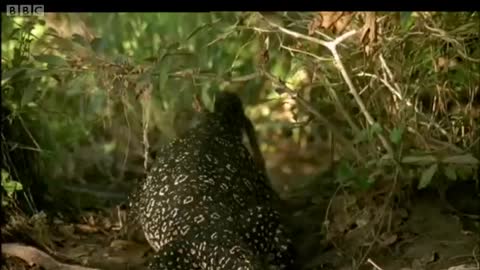Monkeys on the Lookout | Clever Monkeys | BBC Earth