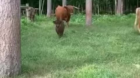 Cute Baby cow 💖