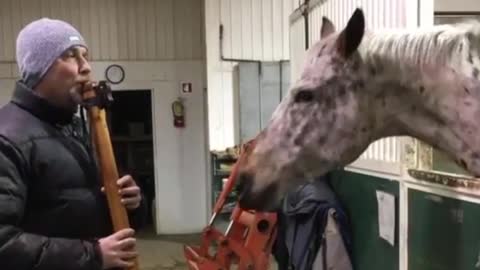 Horse Excited by Native American flute music
