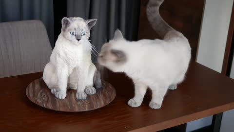 funny reaction of cat