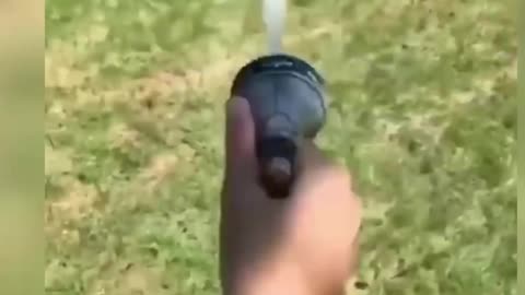 funniest dog videos 2021