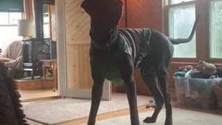 Dog Acts As If He Sees A Ghost In This 100 Year Old Farm House