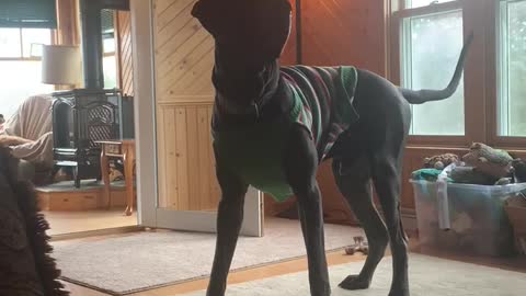 Dog Acts As If He Sees A Ghost In This 100 Year Old Farm House