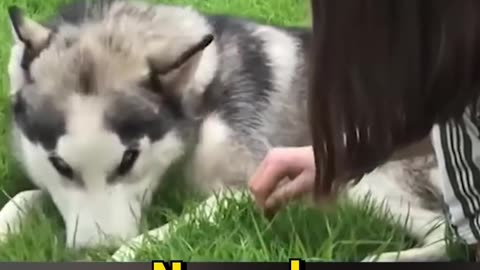 The husky that will touch your heart