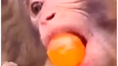 Baby happy monkey baby