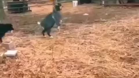Funny animals