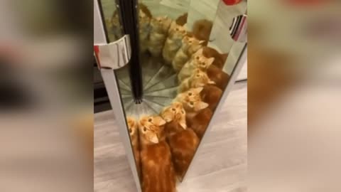 Funny Cats and Dogs