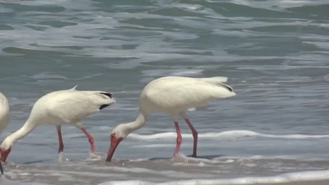 Free Ocean Beach Birds