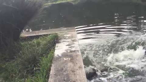 Tennis Ball Fail