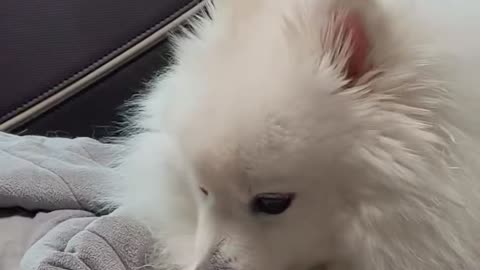 A cute puppy is eating a snack.