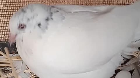 How the pigeon is sitting 😡