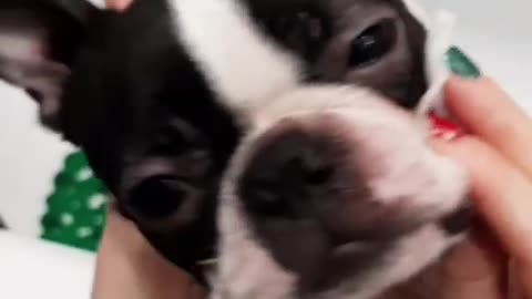 The dog should be beautiful