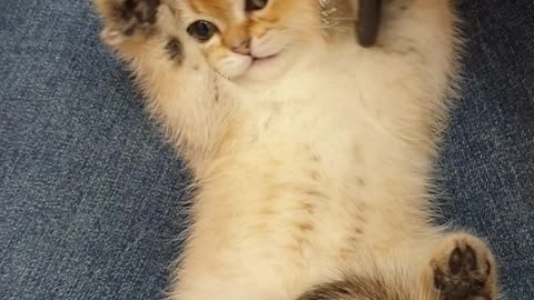 Combing a Cute Kitten