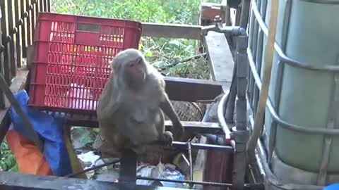 Monkey 🐒 amazing
