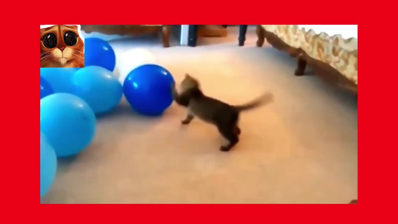 Best Videos of Funny Cats and Dogs
