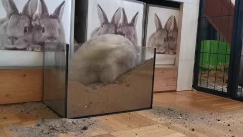 rabbit drilling