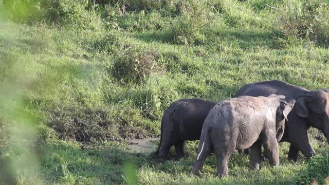 Father, Mother & Son of Elephants