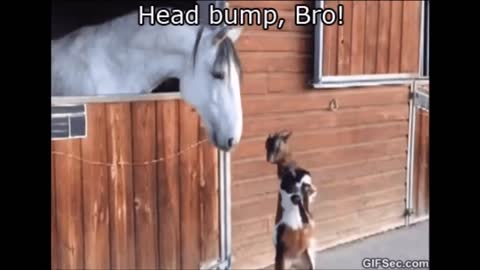 Funny Clips in 30 Seconds-Really fun!