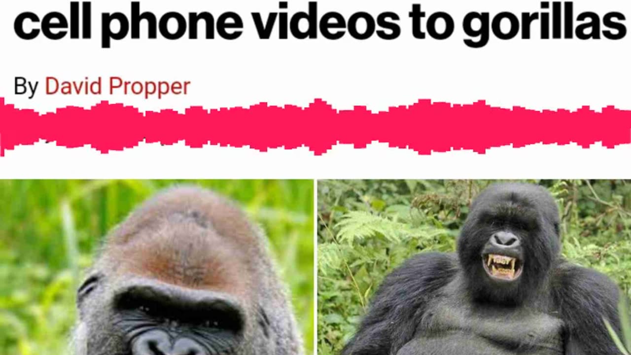 What upsets a gorilla?